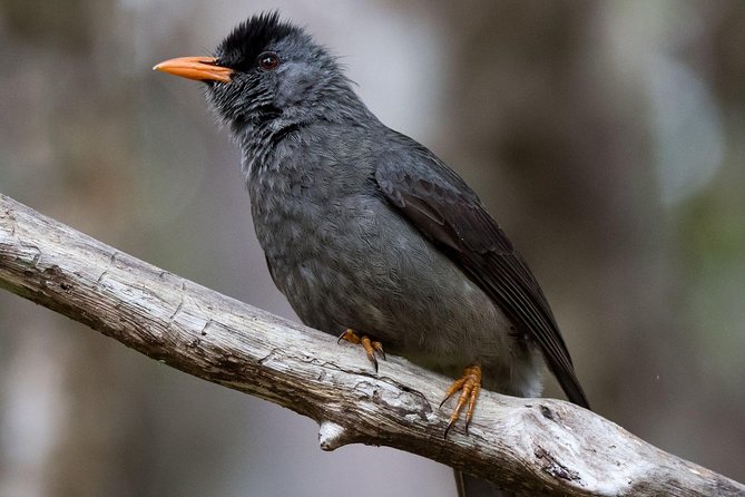 Hiking in the Black River Gorges National Parc - Native Forest - Price and value: is $61.65 a good deal for a guided rainforest hike?