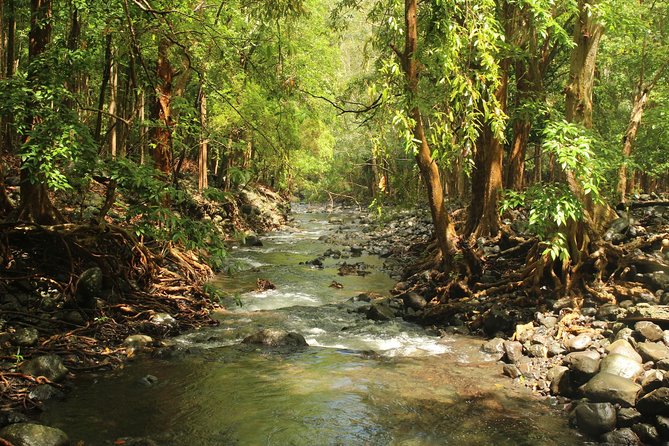 Hiking in the Black River Gorges National Parc - Native Forest - Mare aux Joncs Gorge (Bats Valley): how to time your eyes for the bats