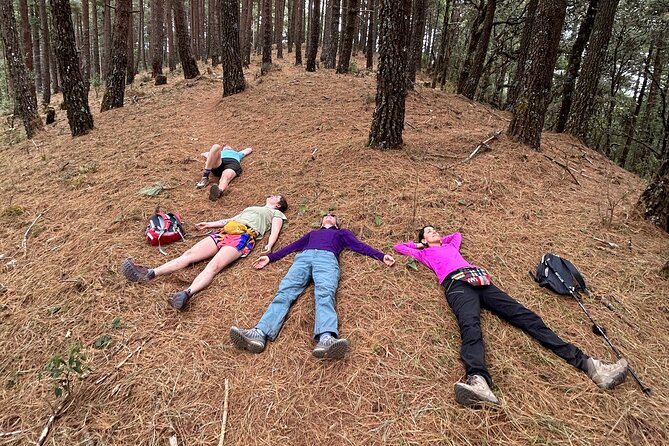 Hiking in the Sierra Norte of Oaxaca - Pine-Oak Forest at 2,800–3,100 Meters: Microclimates You Can Feel