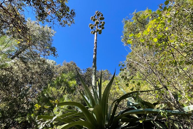 Hiking in the Sierra Norte of Oaxaca - What You Get for $161.30: Value Breakdown That Actually Matters