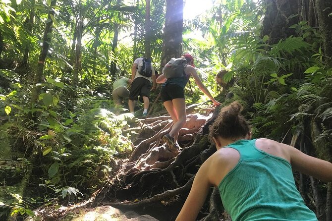 Hiking Mount Liamuiga Volcano in St Kitts - Guide quality and group size: why pace can make or break the day