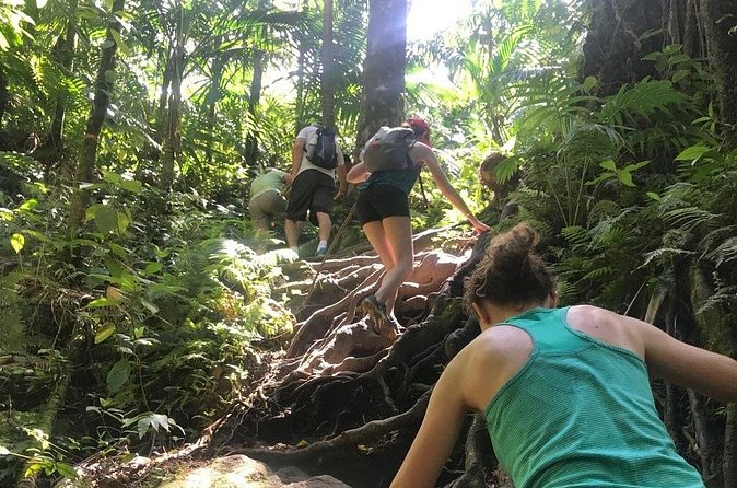 Hiking Mount Liamuiga Volcano in St Kitts - Price and value: is $100 worth it?