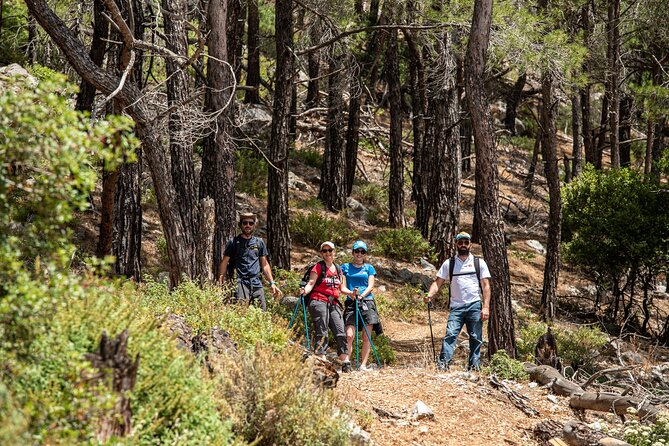 Hiking Mountain Akramitis Rhodes - pick up service available - Coming down through tall pine trees: a different mood for the same mountain