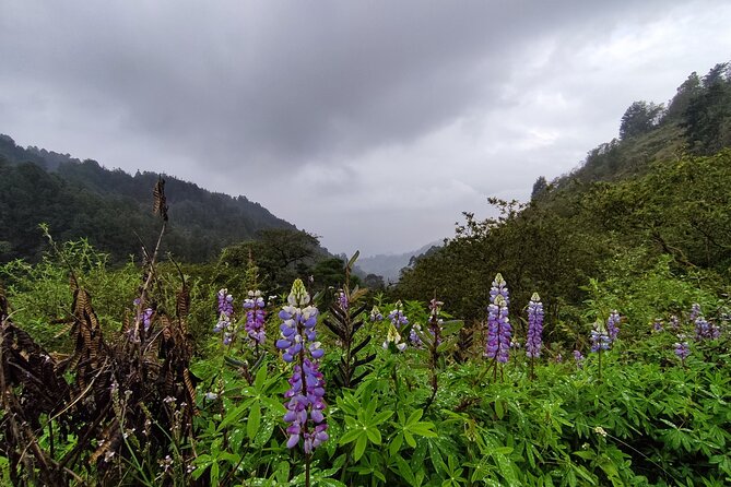 Hiking Mountains and Magical Forests - Why this Medellín hike feels like a world away