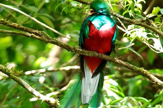 Hiking to Curi-Cancha Reserve - Quetzals, timing, and the morning advantage