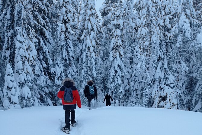 Hiking tour in Nuuksio National Park with meal and snacks - The Nuuksio hike: terrain, stops, and what you’ll notice on the trail