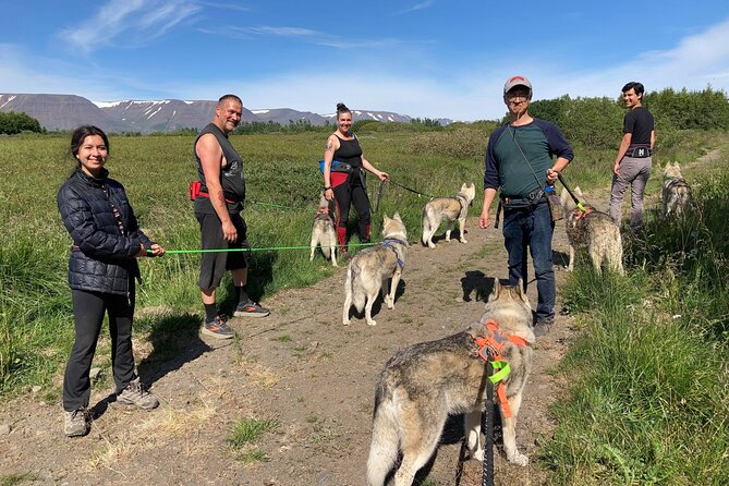 Hiking with Husky in Akureyri - Cuddles, photos, and meeting the bigger pack at the home