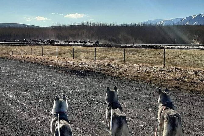 Hiking with Husky in Akureyri (private) - Key Points at a Glance
