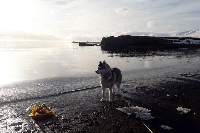 Hiking with Husky in Akureyri (private) - Why a Husky Hike Near Akureyri Feels Like a Local Visit