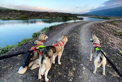 Hiking with Husky in Akureyri (private) - The First Encounter: Entering the Pack Area and Getting Oriented