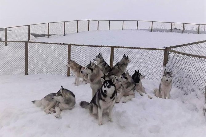 Hiking with Husky in Akureyri (private) - After the Walk: Coffee Break, More Dogs, and Home Hospitality
