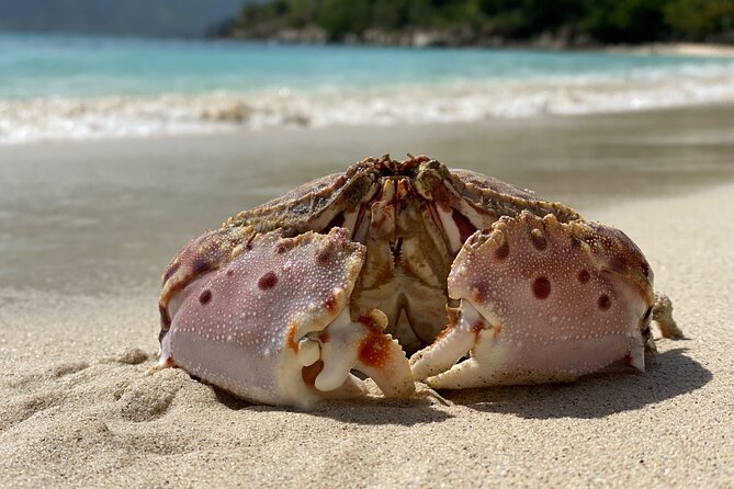 Honeymoon Beach Eco Hike and Snorkel - Why This Tour Works: Short Hike, Real Snorkel, Small Crowds
