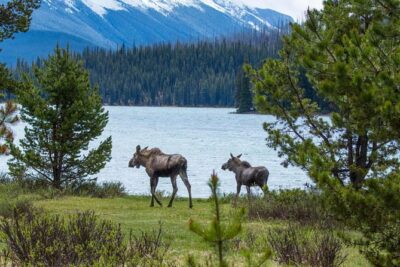 Jasper Wildlife and Sightseeing Tour with Maligne Lake Hike - How the Wildfire Story Shapes the Stops at Maligne Canyon