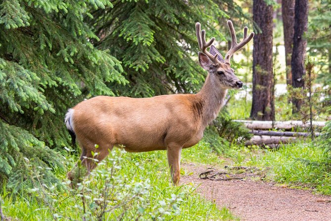 Jasper Wildlife and Sightseeing Tour with Maligne Lake Hike - Weather, Clothing, and Walking: What You Should Plan For