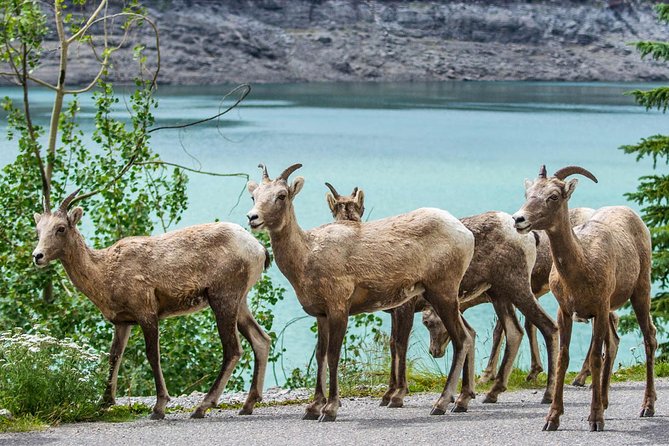 Jasper Wildlife and Sightseeing Tour with Maligne Lake Hike - Price and Value: Is $81.90 Worth a Guided Day?