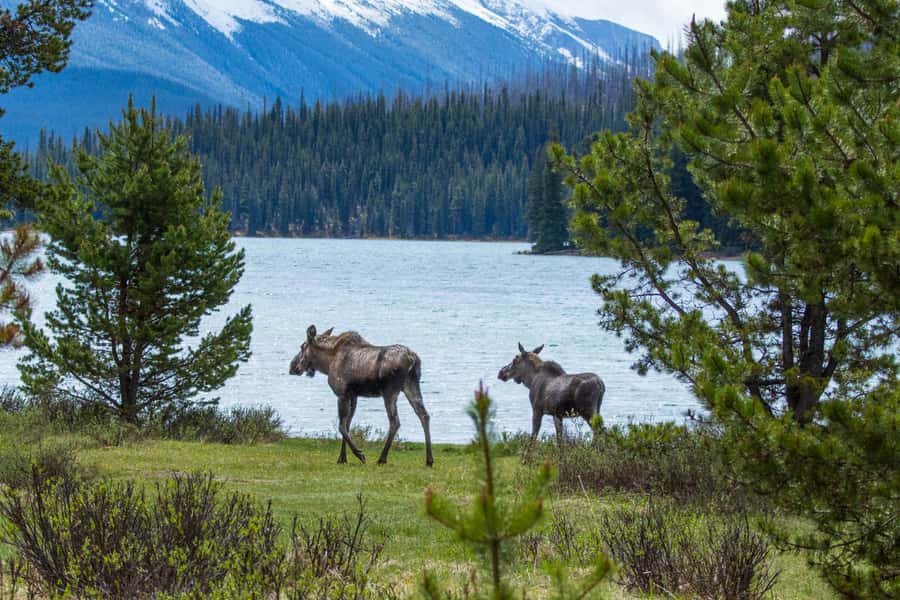 Jasper: Wildlife and Waterfalls Tour with Lakeshore Hike - Key points to know before you go