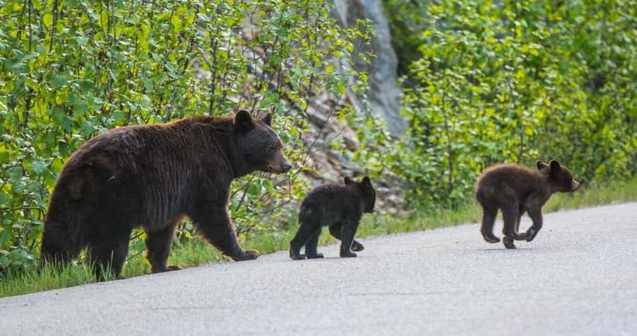 Jasper: Wildlife and Waterfalls Tour with Lakeshore Hike - Who should book this tour, and who might want something else