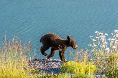 Jasper: Wildlife and Waterfalls Tour with Lakeshore Hike - Getting wildlife sightings: what the guide actually does
