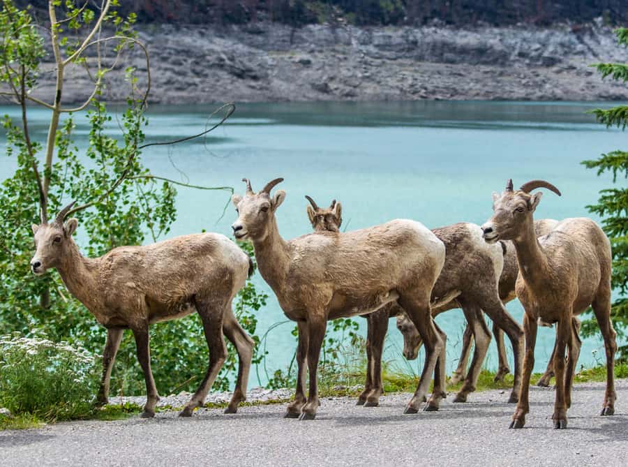 Jasper: Wildlife and Waterfalls Tour with Lakeshore Hike - Maligne Lake lakeshore hike: easy effort, big payback