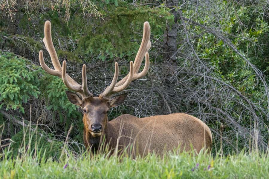 Jasper: Wildlife and Waterfalls Tour with Lakeshore Hike - Price and value: what $77 buys you in real terms