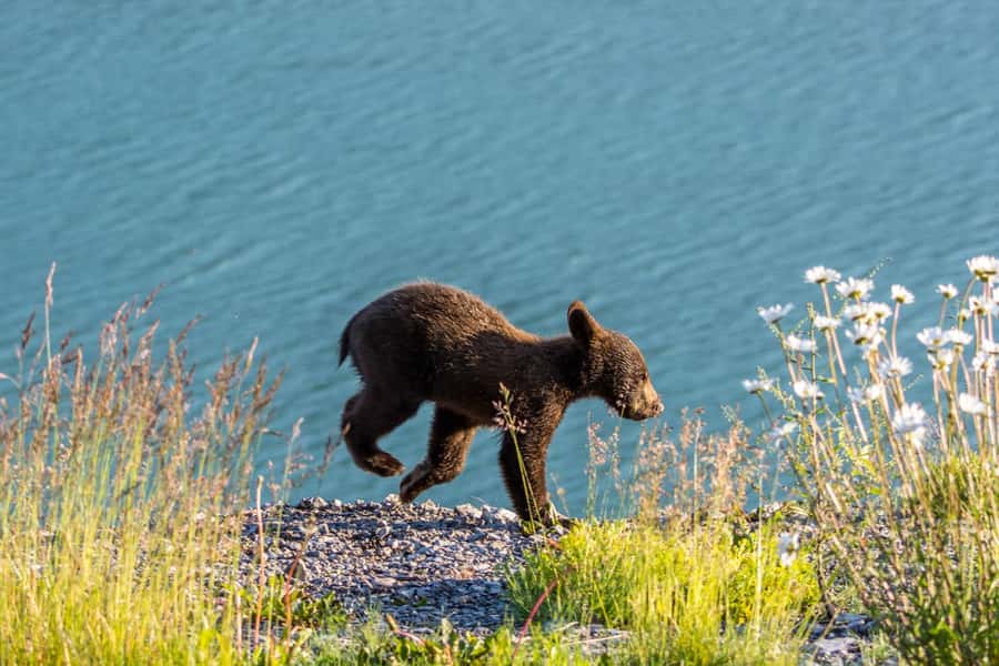 Jasper: Wildlife and Waterfalls Tour with Lakeshore Hike - Getting wildlife sightings: what the guide actually does