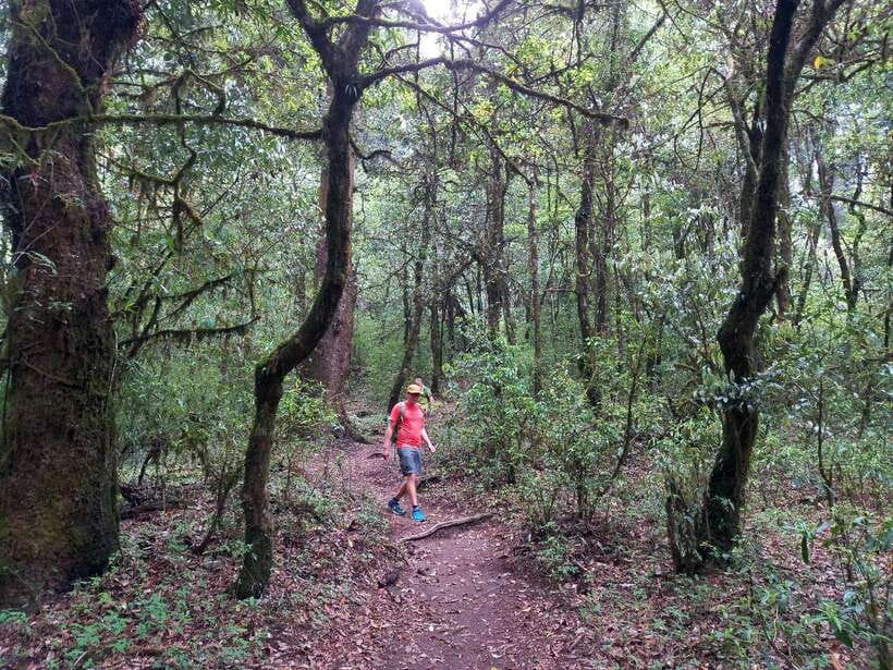 Kathmandu: Shivapuri Day Hike with Lunch - Private vehicle, English/Hindi guides, and a pace that won’t bully you