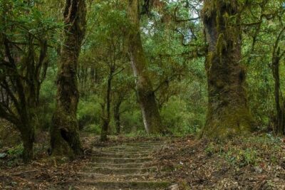 Kathmandu Shivapuri National Park and Nagarkot Hiking - 3 Days - The Kathmandu Start: Pickup, Timing, and Your First Real Direction