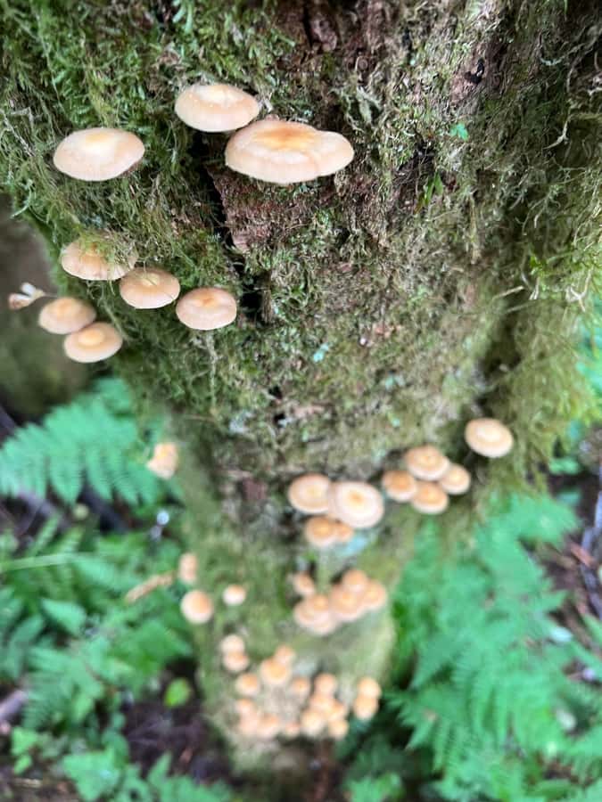 Ketchikan: Tongass Forest Alaska Bigfoot ATV Ride and Hike - Included Value: What $149 Actually Buys You