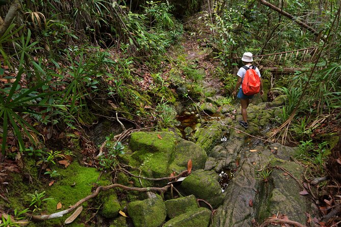 Khao Sok Rainforest | Hiking & Bamboo Rafting - The jungle walk: about 6 km, plus stream swim time