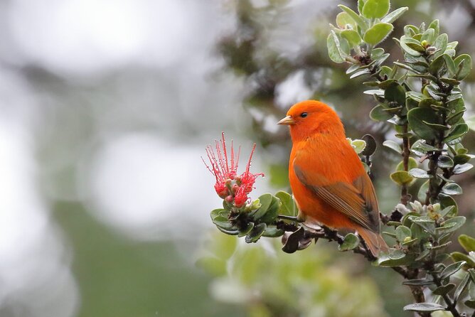 Kīlauea Hike and Lava Gazing with Native Hawaiian - Meeting point at Puʻupuaʻi Pāhoa, and how to get there