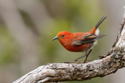 Kīlauea hike and lava gazing with Native Hawaiian - From Puʻu Puaʻi cliffs to Halemaʻumaʻu lava-lake viewpoints