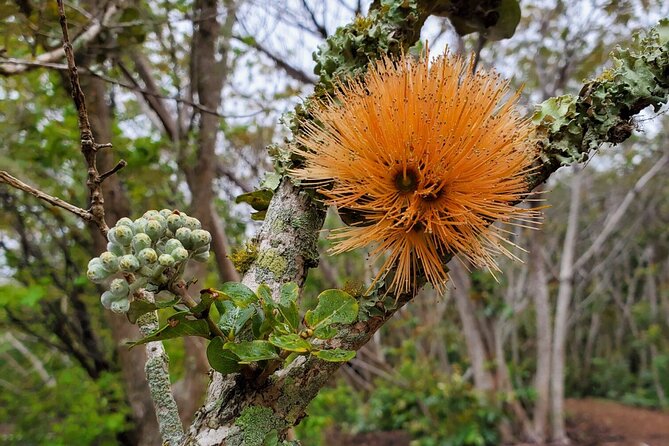 Kīlauea Hike and Lava Gazing with Native Hawaiian - Price and value: $200 per person, but you’re buying perspective