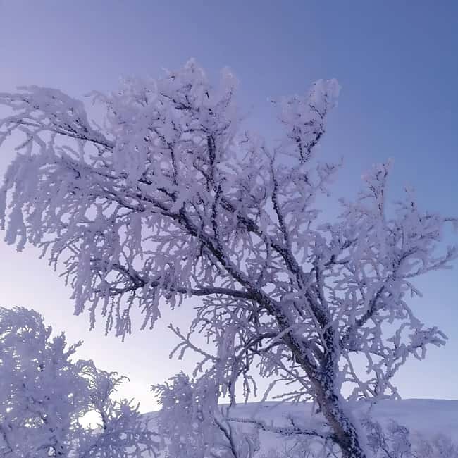 Kiruna: Daytime Snowshoe Hike - Price and value: Why $127 can make sense for 3 hours