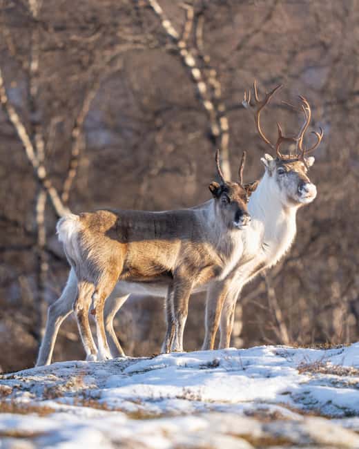 Kiruna: Daytime Snowshoe Hike - Who should book this Kiruna snowshoe hike