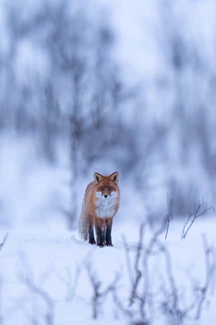 Kiruna: Daytime Snowshoe Hike - FAQ