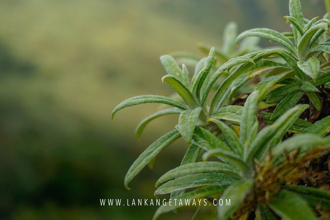 Knuckles Mountain Hiking - Guide Quality Is the Safety Key in Knuckles Forest