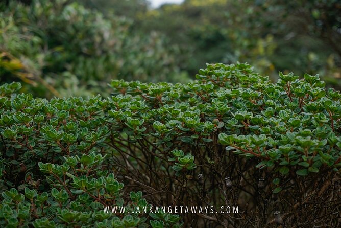 Knuckles Mountain Hiking - Weather and Clothing: How to Stay Comfortable in a Cloud-Forest Day