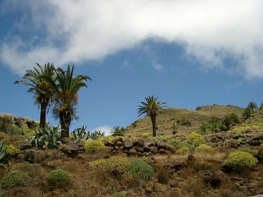 La Gomera: Guided Hiking Tours from Valle Gran Rey - The Trails: Easy-to-Medium Hiking with Real Altitude Changes