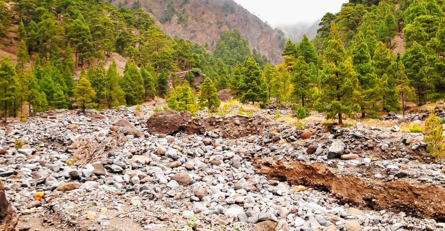 La Palma: Caldera de Taburiente National Park Guided Hike - Price and logistics: how you get from bus to ravines
