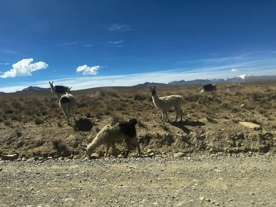 La Paz: Charquini Mountain Guided Hike - Group size, guides, and the pace that makes the difference