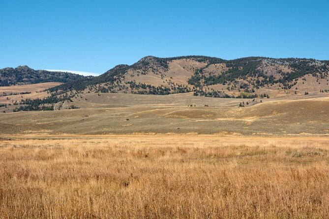 Lamar Valley Safari Hiking Tour with Lunch - Lamar Valley Safari: Why This Hike Feels Different