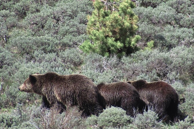 Lamar Valley Safari Hiking Tour with Lunch - Lunch by the River: What Makes the Break Worth It