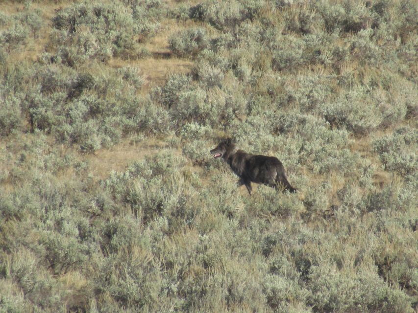 Lamar Valley: Safari Hiking Tour with Lunch - Price and value: is $192 a fair deal for 6 hours?