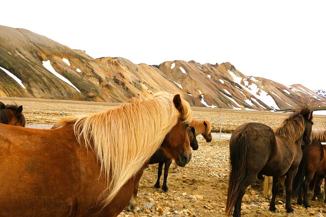 Landmannalaugar Hiking, Haifoss Waterfall and Hot Springs Tour - Reykjavik to the Highlands: Comfort, Timing, and Why It Matters