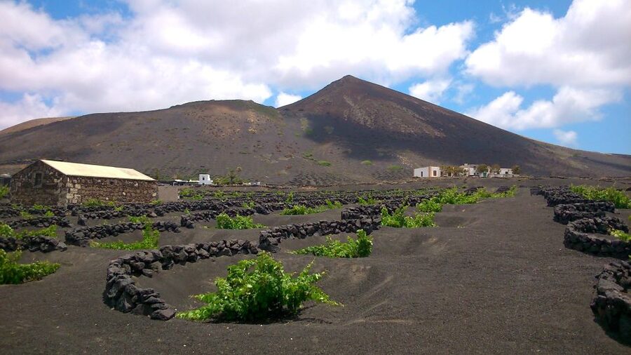 Lanzarote: La Geria Vineyards Hiking Tour - Your half-day plan: meeting at Bodega Rubicón and timing that works