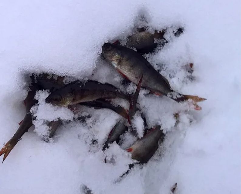 Lapland: Ice Fishing, Floating & BBQ Snow Adventure - Group Size Matters: When the Tour Runs for 2 vs 4+