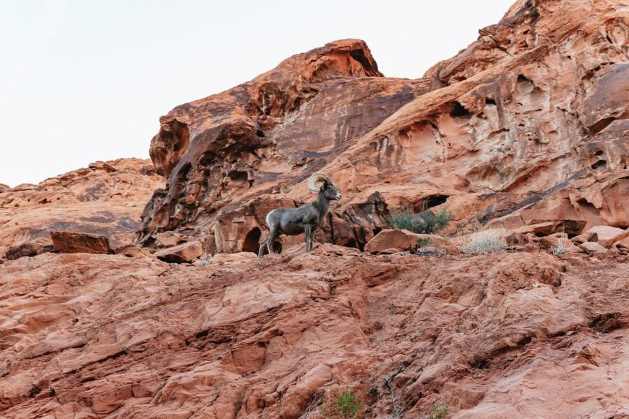 Las Vegas: Valley of Fire Guided Hike with Drinks and Snacks - Park Visits After the Hike: Visitor Center Time