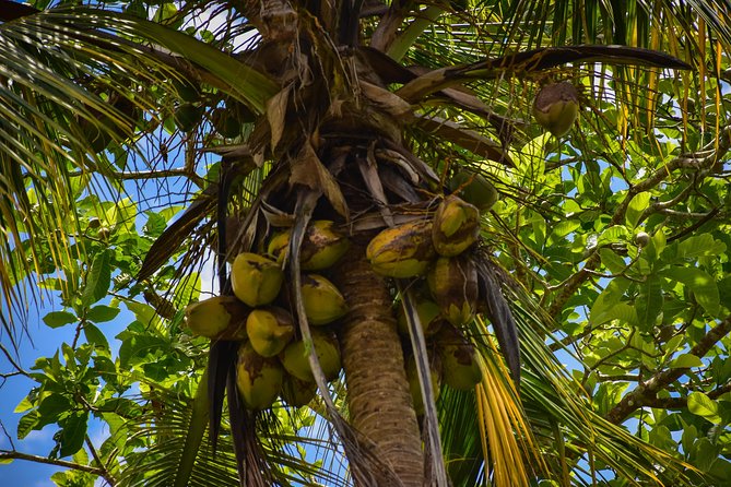 Let's do hiking in Punta Cana - Stops for fruit, soda, water, and photo breaks