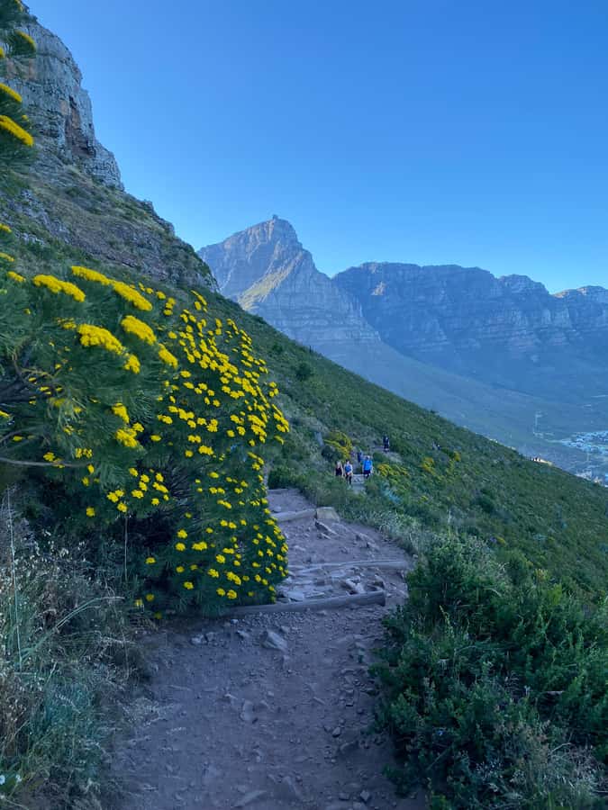 Lion's Head Hike: Cape Town - Sunrise or Sunset Hike - Pickup, drop-off, and timing: planning your day around the hike