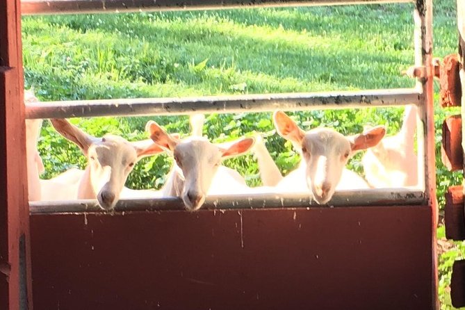 Llama/Alpaca Hike and Farm Tour - The farm meet-and-greet: rabbits, chickens, ducks, and barn cats